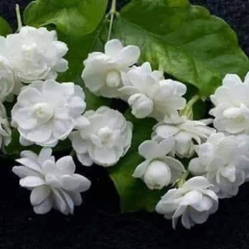 Mrs Sumaira usman